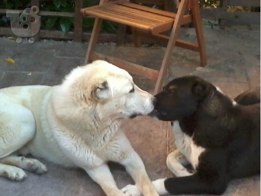 koutavia kentrikis asias